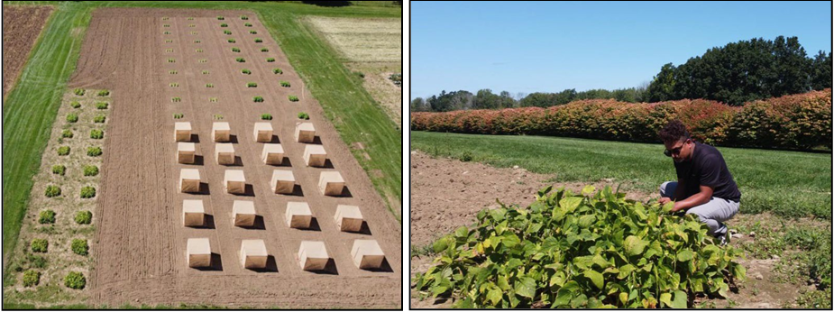 Experiments at the Plant Science and Landscape Architecture Research and Teaching Facility: green bean plots (caged and uncaged) manipulated to have different potato leafhoppers numbers and nitrogen fertilization levels (left). Photo by Bivek Bhusal. Bivek Bhusal inspects green beans infested with potato leafhoppers (right). Photo by Susmita Lamichhane