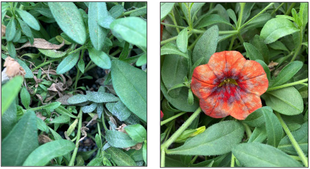 Powdery mildew on lower leaves and flower petals of calibrachoa (million belles). Photos by Leanne Pundt
