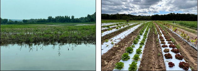 Many Connecticut vegetable farms were flooded in July 2023 losing up to 100% crops. As the weather-related disasters are increasingly impacting farmers, more farmers have adopted climate-adaptation strategies to minimize the negative impact (left). Plastic mulch is primarily used for weed control; when used in combination with raised beds, it helps to moderate soil moisture in the crop root zone, avoiding water-logging conditions (right). Photos by Shuresh Ghimire.
