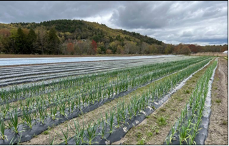 Biodegradable plastic mulch in vegetable production offers a superior alternative to traditional plastic mulch. It eliminates the need for removal and disposal costs at the end of each season, making it a more sustainable choice for growers. Photo by Shuresh Ghimire.