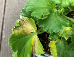 Bacterial Blight on Geraniums Photo: Leanne Pundt