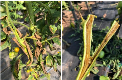 Bacterial canker of tomato often causes brown and yellow margins on leaves and stem canker and pith necrosis develop as a result of bacterial canker. Photos: S. Ghimire