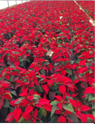 Use of Biological Controls in Greenhouse Crops: releases of parasitic wasps against whiteflies in poinsettias. Photo: Leanne Pundt