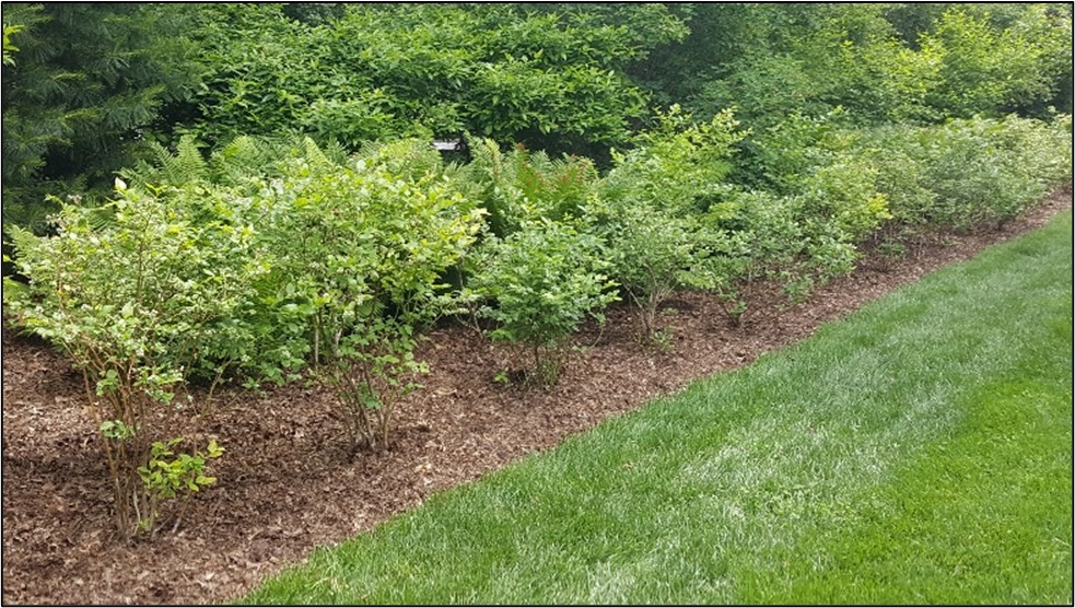 Blueberries prefer to grow in acidic soils, while turf thrives in soils with a more neutral pH.