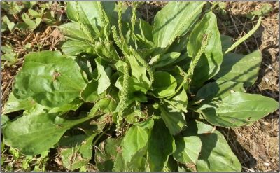 Low fertility loving weeds: broadleaf plantain (above); mugwort (bottom)