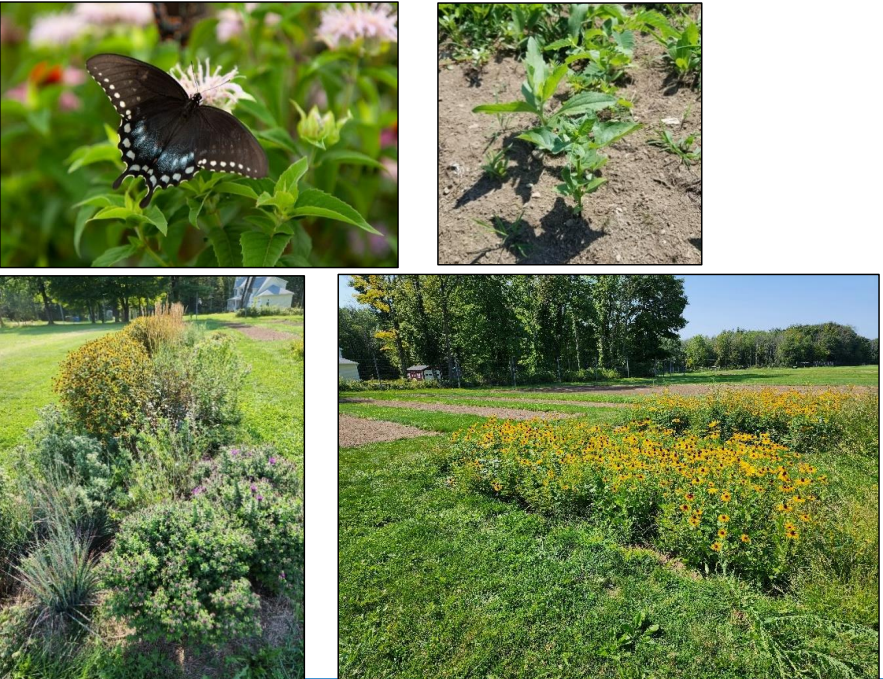 Above left: A butterfly enjoys nectar in the native plants in the meadow. Photo by Defining Studios. Above right: Seedlings grow in the seeded area. Below left: The container plants have flourished in the meadow. Below right: The spring seeded area flowered in summer, while the fall seeded areas remained bare through summer. Photos: Alyssa Siegel-Miles.
