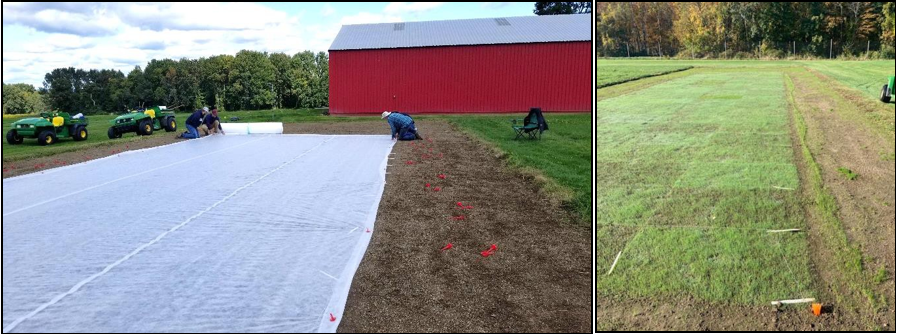 Left: Securing the cover on newly seeded ALIST turf plots. Right: ALIST turfgrass plots after the cover wasremoved.