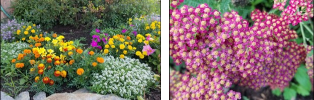 Figura 3. Los Cempasúchil y el alyssum son plantas anuales que atraen y apoyan a los insectos beneficiosos (izquierda). Figura 4. Los paisajes con una variedad de plantas perennes nativas, como la Plumajillo (derecha), tienen menos probabilidades de tener problemas importantes de plagas que los paisajes homogéneos. ¿Puedes encontrar la mosca de la flor en este plumajillo?