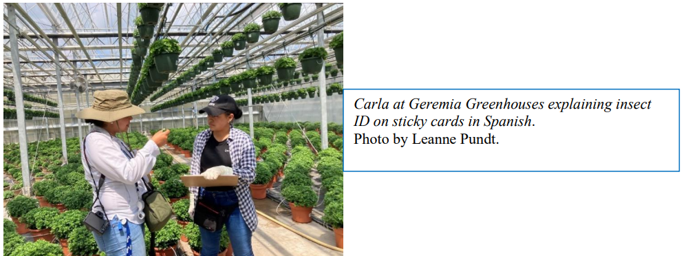 Carla at Geremia Greenhouses explaining insect ID on sticky cards in Spanish. Photo by Leanne Pundt.