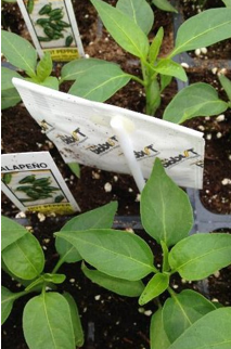 Use of Biological Controls in Greenhouse Crops: use of predatory mites (in paper sachets) against thrips in pepper transplants. Photo: Leanne Pundt
