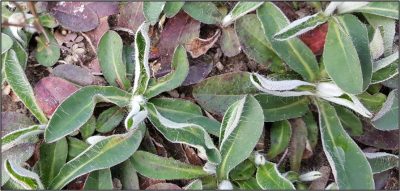 Hawkweed foliage 