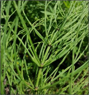 Horsetail