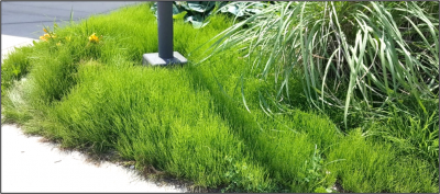 Another look at the Horsetail grass and bush