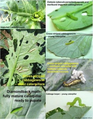 Cole crop caterpillars and examples of parasitized caterpillars with beneficial parasitoid cocoons. Photos: Ana Legrand