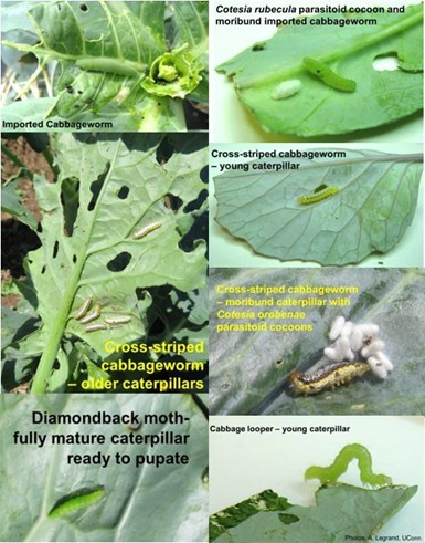 Cole crop caterpillars and examples of parasitized caterpillars with beneficial parasitoid cocoons.Photos: Ana Legrand