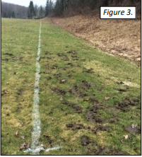 Figure 3. Mole damage on a school soccer field.