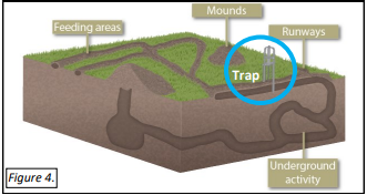 Figure 4. Mole burrow system showing appropriate trap placement on a long, straight stretch of tunnel. Source: Iowa State