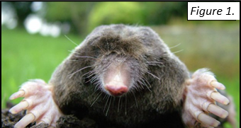 Figure 1. Scalopus aquaticus. Photo by Michael David Hill. Source: Wikimedia