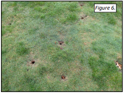 Figure 6. Active mole holes.