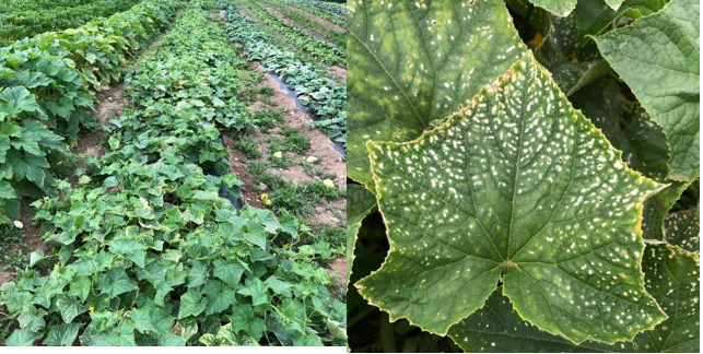 Ozone injury on cucurbit crops. Photo: Shuresh Ghimire
