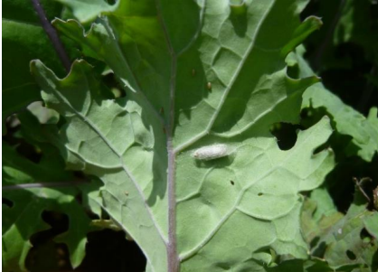 Parasitized diamondback moth pupa on red Russian kale trap crop. Photo: Ana Legrand
