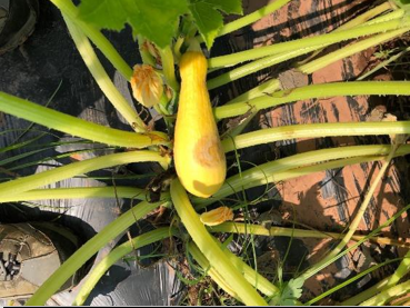 Phytophthora blight on squash fruit.Photo: Shuresh Ghimire