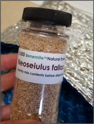 Figura 1. Los ácaros depredadores beneficiales en una botella de un distributor, listos para ser liberados.