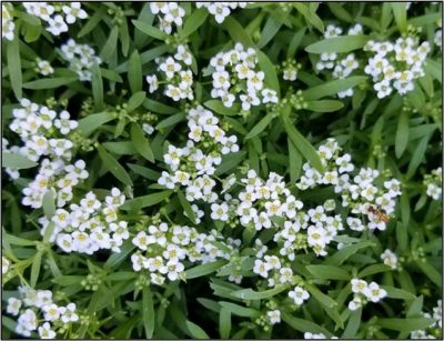 Figura 2. Un depredador beneficioso, una hoverflie en alyssum dulce.
