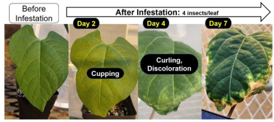 Potato leafhopper feeding damage on green beans. Damage starts with cupping and/or curling followed by discoloration in curled region. Severe leaf damage is known as ‘hopperburn’ Photos: Bivek Bhusal