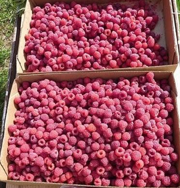 Fresh picked raspberries.Photo: Mary Concklin