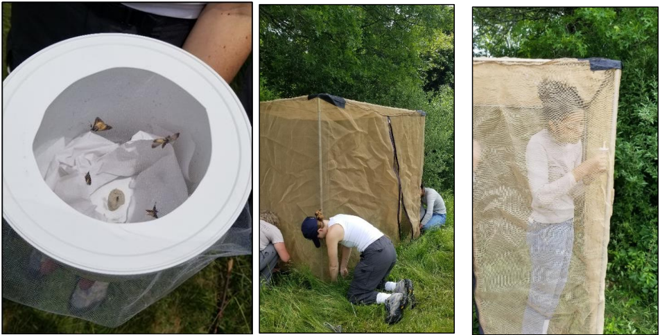 Left: Hypena opulenta moths ready to be released. Middle: Seasonal assistants set up the tent that will house the released moths. Right: A seasonal assistant sets up the habitat for the moths. Photos: Alyssa Siegel-Miles