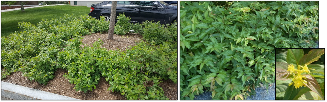 Solution plants: ‘Gro-Low’ fragrant sumac (bottom left) is a problem-solving shrub – perfect for school landscaping beds, parking lot islands, and steep banks. Northern bush honeysuckle (bottom right) is a versatile native shrub that thrives in sun or part shade and is very drought tolerant (flower, inset).