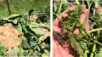 Tomato spotted wilt virus (TSWV) causes black, small, irregularly shaped lesions on tomato foliage Photos: S. Ghimire