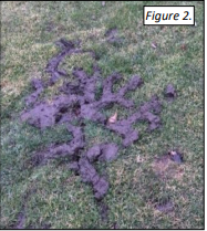 Figure 2. Mole Tunneling