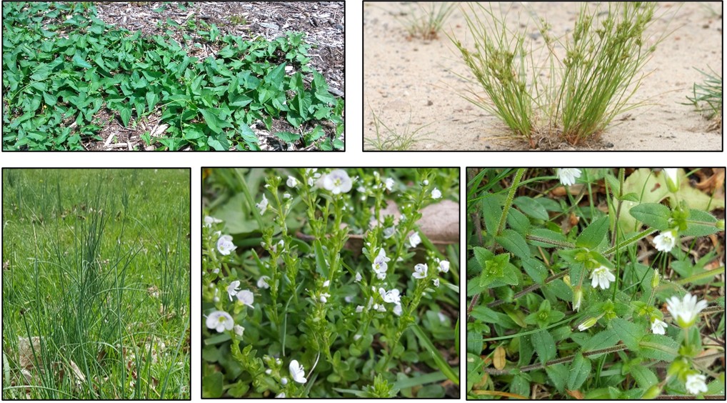 Weeds of compacted soils, clockwise from top right: bindweed; path rush (picture from gobotany.newenglandwild.org); mouse-ear chickweed; corn speedwell; wild garlic.
