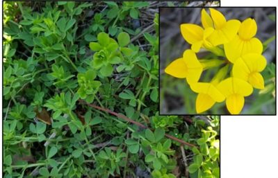 Drought-loving weeds: black medic 