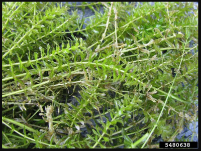 hydrilla