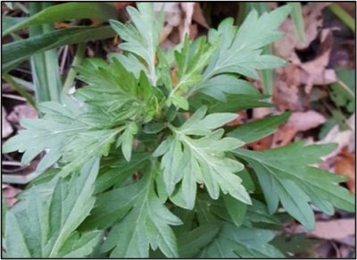 Low fertility loving weeds: broadleaf plantain (above); mugwort (bottom)