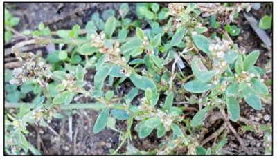 Prostrate knotweed