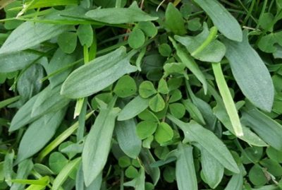 Red sorrel foliage 