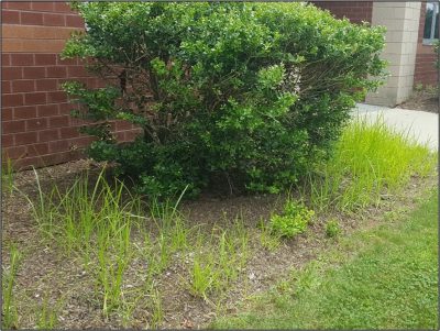 Wet soil weeds: yellow nutsedge 