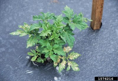 Tomato plant growing in black plastic mulch. Younger/newer growth has healthy green leaves, older leaves show light yellow to brown splotches from ozone damage.