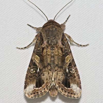 A brown fall army worm moth with dark brown color variations and white markings on its wings.