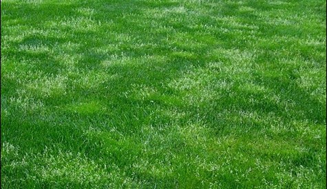 Annual bluegrass in a perennial ryegrass stands (top); common chickweed, Stellaria media (bottom)