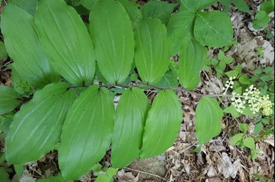 Canada mayflower (Maianthemum canadense)