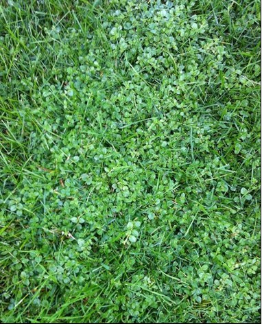 Annual bluegrass in a perennial ryegrass stands (top); common chickweed, Stellaria media (bottom).