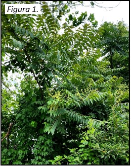 • RESUMEN: El árbol del cielo crece rápidamente y puede alcanzar hasta 80-100’ de altura (Figura 1). Alelopático: los productos químicos en las hojas, raíces y corteza de las plantas pueden limitar o prevenir el establecimiento de otras plantas.