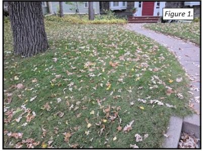 Figura 1: Esta cantidad de hojas podría usarse comoacolchado sin dejar demasiados residuos en el césped y la superficie del suelo. Foto por Jon Trappe, Extensión de la Universidad de Minnesota.