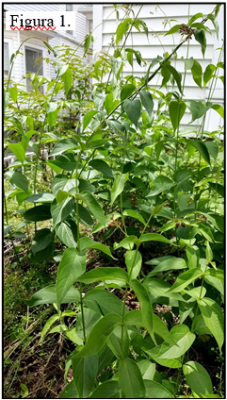 : Perenne, enredadera herbácea. 3-9 pies de largo, enredándose en espiral alrededor de sí misma y arriba de otras plantas en parches extensos (Figura 1). 