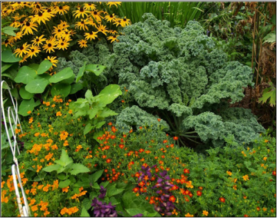 Figura 1. Las plantas vegetales y ornamentales se pueden incorporar juntas al paisaje. Foto de Jill Cockerham, NC Cooperative Extension